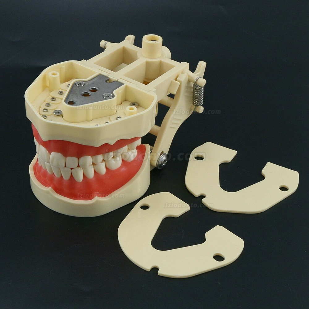 Restaurador Dentário Typodont Modelo 28/32 M8013 / M8014-2 Compatível com Frasaco ANA-4 / AG3